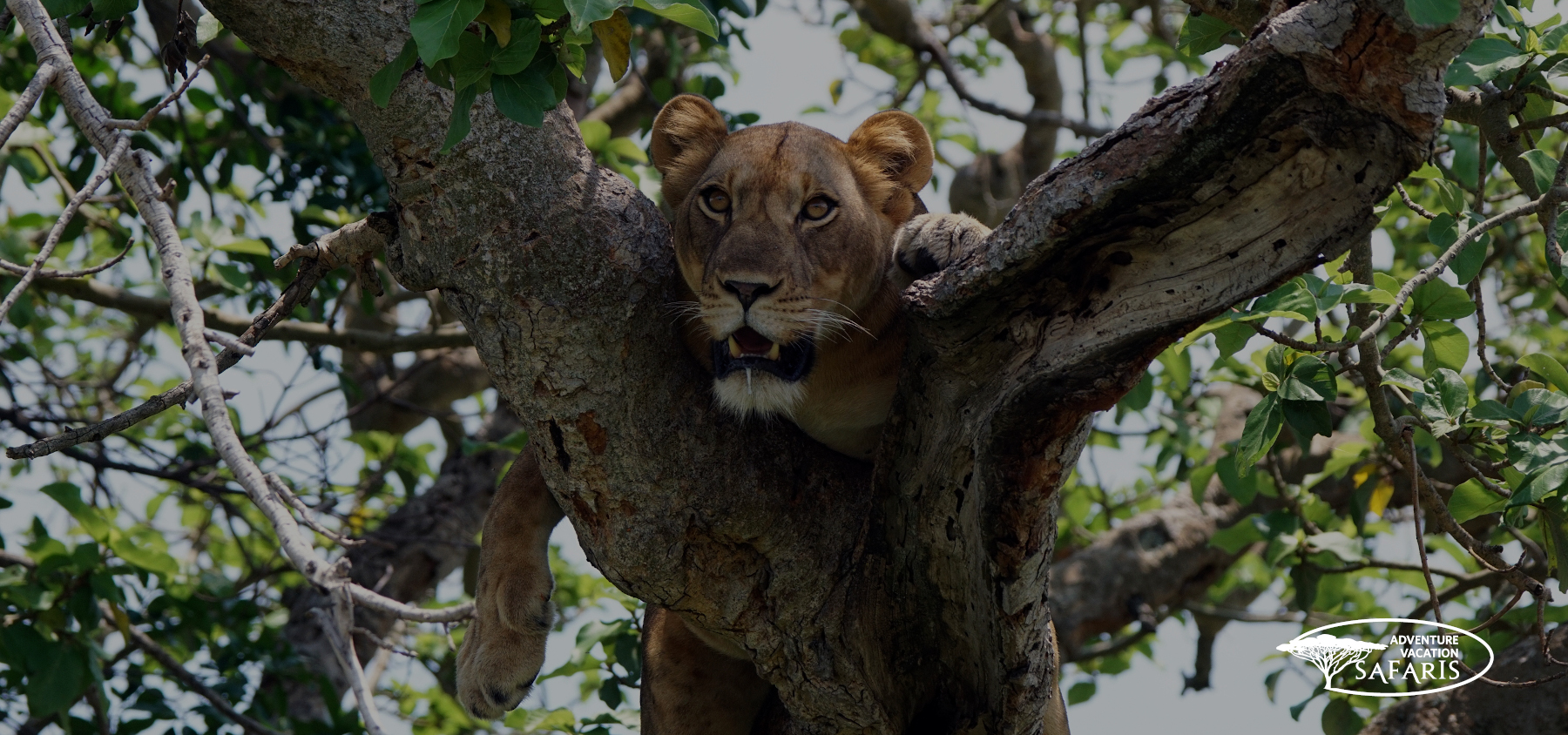 Ishasha Sector Tree Climbing Lion