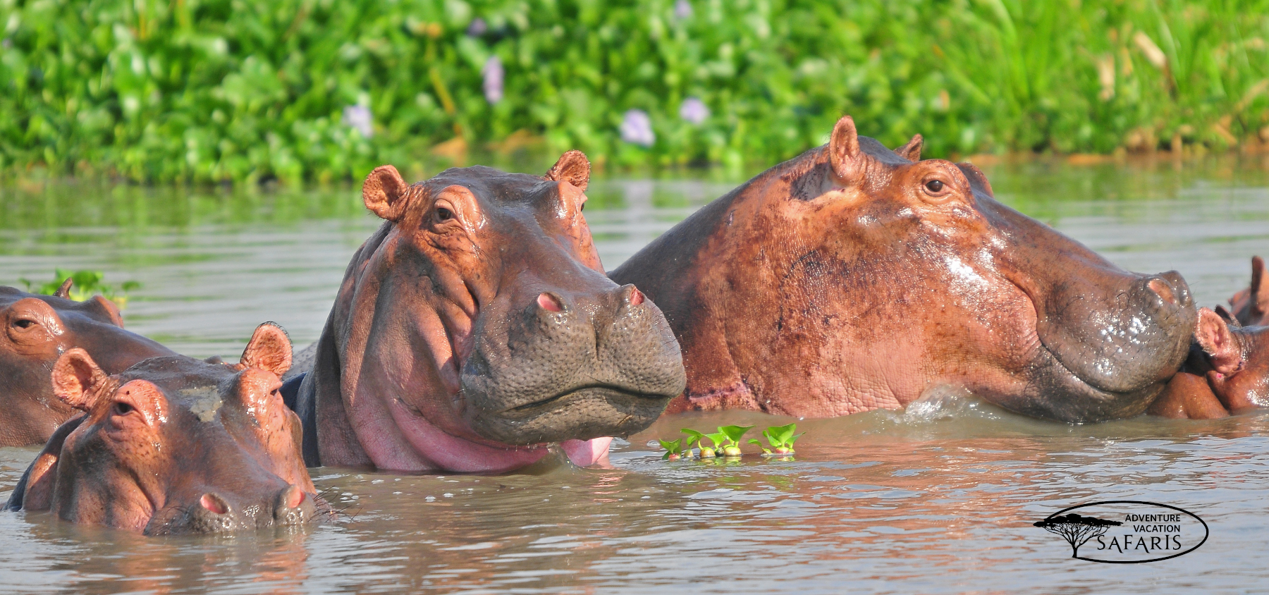 Hippos in water at Murchison Fallks National Park