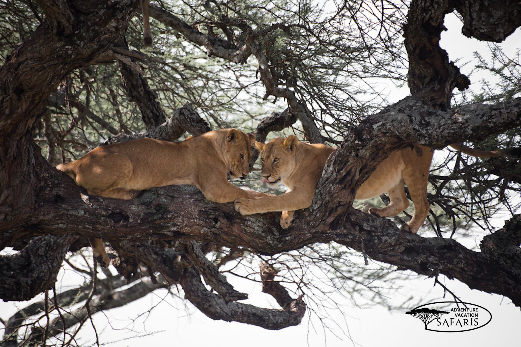 Cuddling lions up on the tree